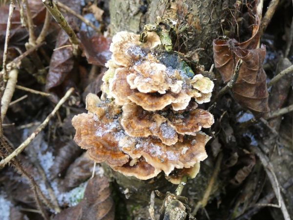 False Turkey tail