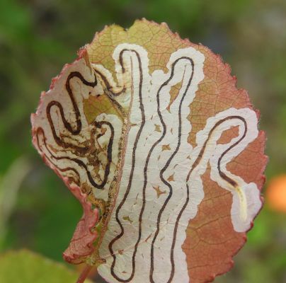 A - nejednoznačne určen&yacute;, nie sme si ist&iacute;