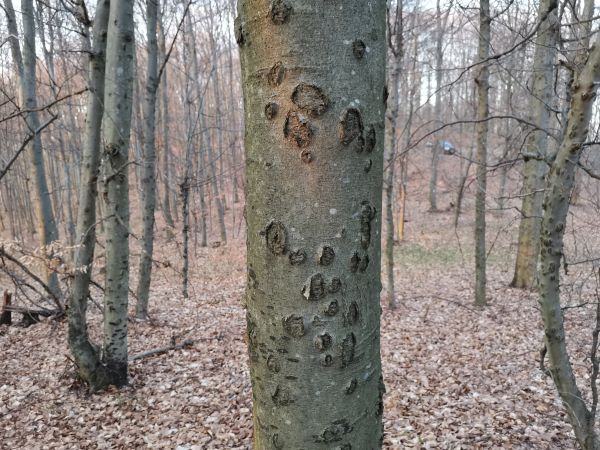 Beech bark beetle
