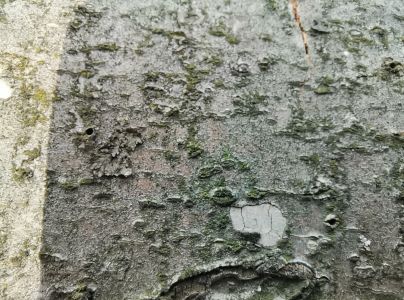 Lykožr&uacute;t bukov&yacute;