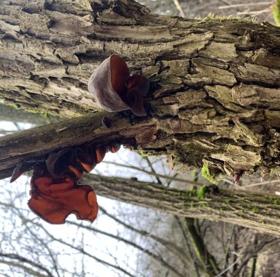 Auricularia auricula-judae