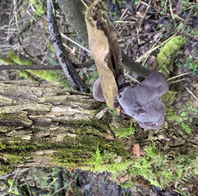 A - nie je v datab&aacute;ze