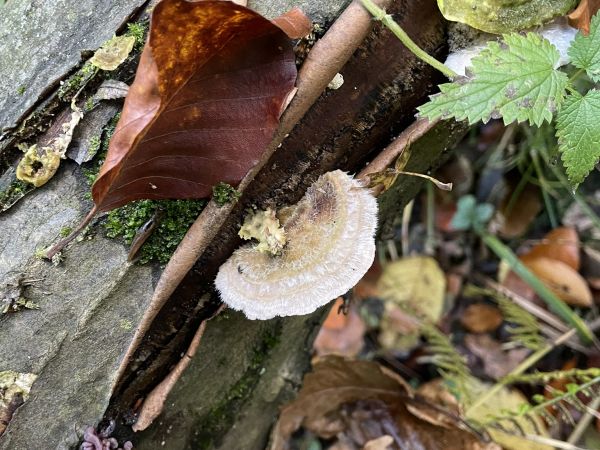 Trametes wood decay