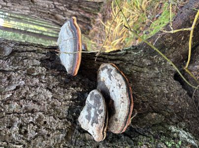 Pr&aacute;chnovček p&aacute;sikav&yacute; 