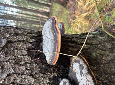 Pr&aacute;chnovček p&aacute;sikav&yacute; 