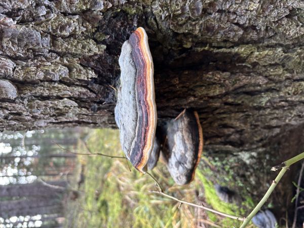 Red banded polypore