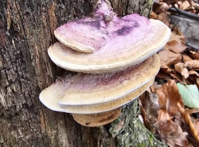 Sieťkovec dubov&yacute;