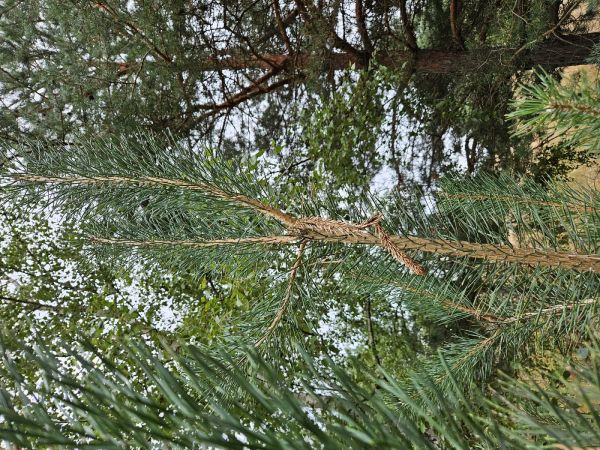 Pine shoot moth Rhyacionia buoliana 