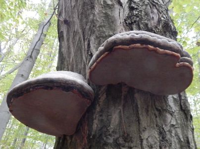 Pr&aacute;chnovec kopytovit&yacute;