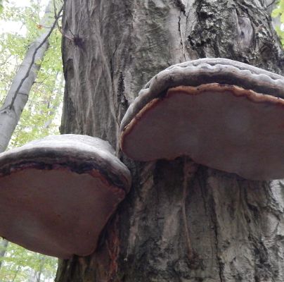 Fomes fomentarius 