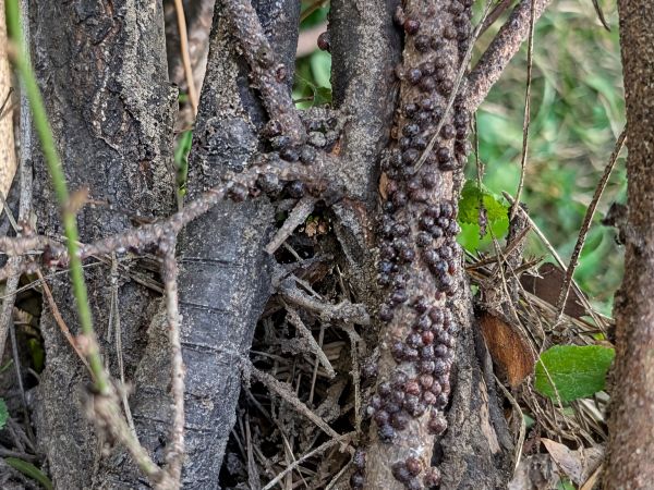 A - This species is not in the database yet