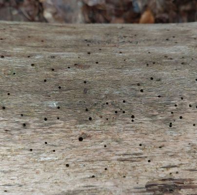 Ptilinus pectinicornis