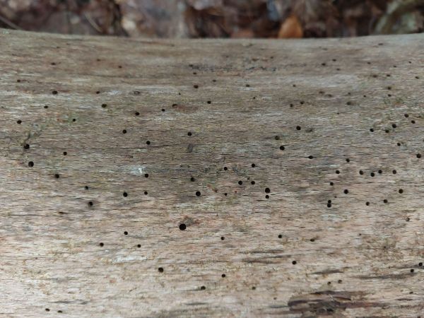 Fan-bearing wood-borer