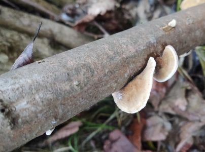 Lupeňovka brezov&aacute;