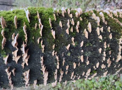 Lupeňovka brezov&aacute;