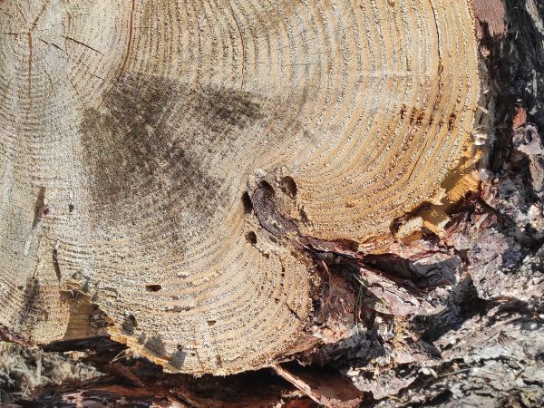 Long-horned beetle Spondylis buprestoides 