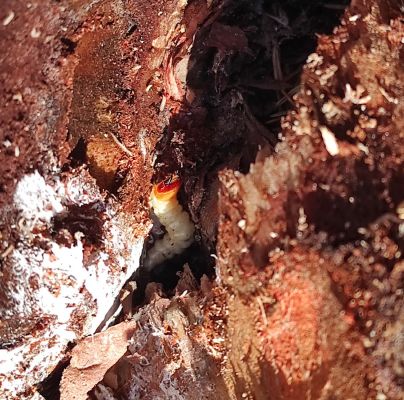 Spondylis buprestoides