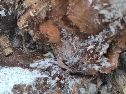 Fuz&aacute;č borovicov&yacute;