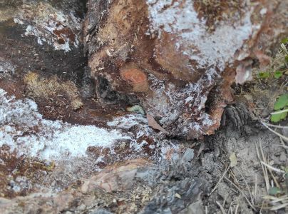 Fuz&aacute;č borovicov&yacute;