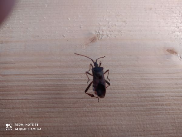 Western conifer seed bug