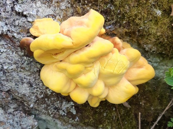 Sulphur fungus rot
