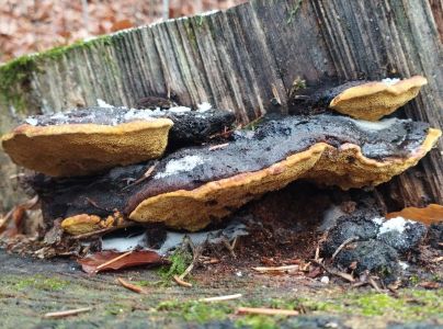 Pr&aacute;chnovček p&aacute;sikav&yacute; 