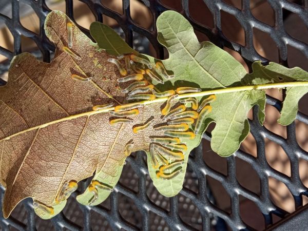 Oak slug sawfly C. cinxia
