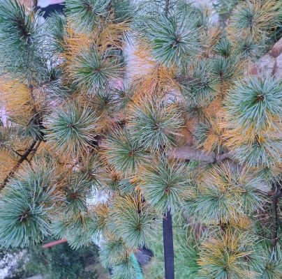 Lophodermium pinastri 