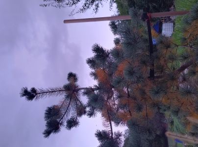 Sypavka borovicov&aacute;