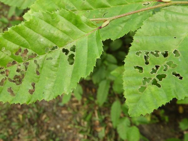 Hazel leaf-roller weevil