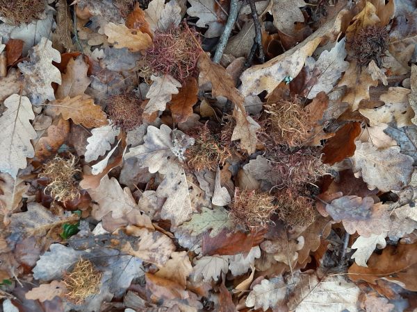 Gall wasp Andricus caputmedusae