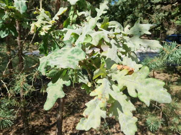 Oak powdery mildew