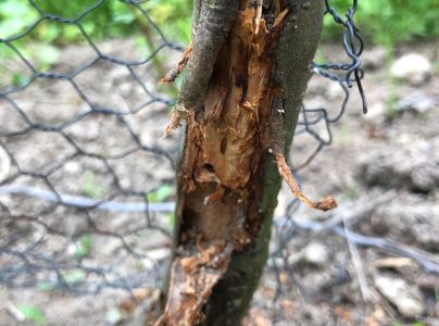 Drevotoč hru&scaron;kov&yacute;