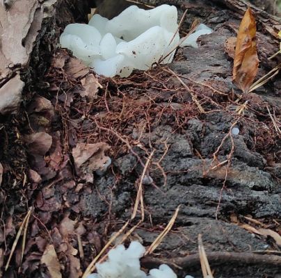 A - nie je v datab&aacute;ze