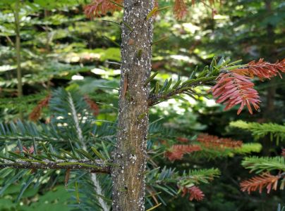 K&ocirc;rovnica kaukazsk&aacute;