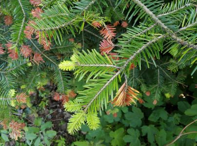 K&ocirc;rovnica kaukazsk&aacute;