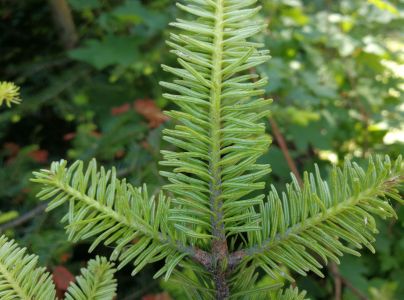 K&ocirc;rovnica kaukazsk&aacute;