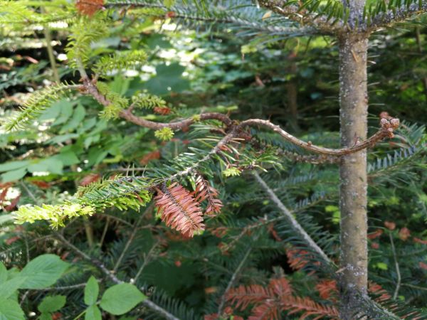 Silver fir woolly aphid 