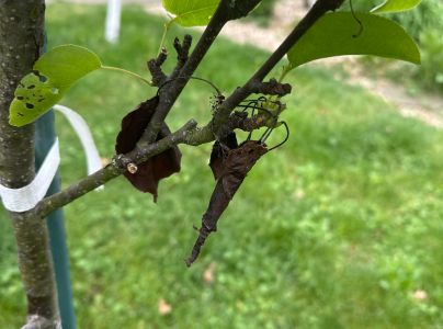 Nos&aacute;nik viničov&yacute;