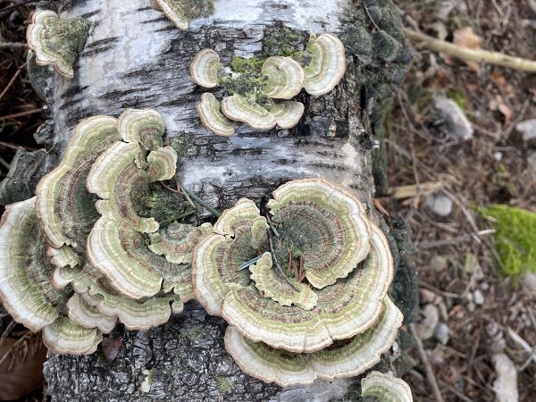 Turkey tail