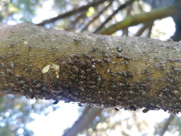 Bow-legged fir aphid