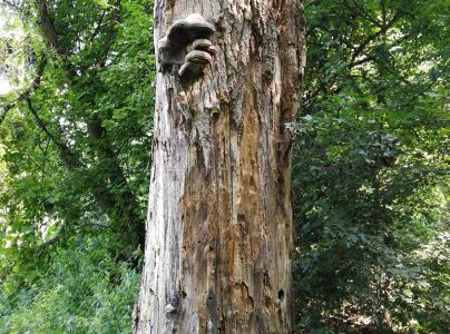 Pr&aacute;chnovec kopytovit&yacute;