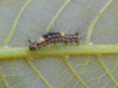 &Scaron;tetinavec trnkov&yacute; 