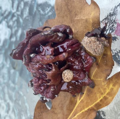 Andricus dentimitratus