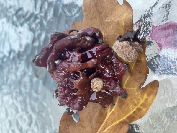 Gall wasp Andricus dentimitratus