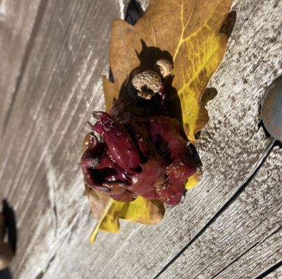 Andricus dentimitratus