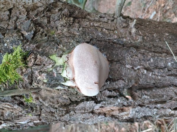 Hartig&acute;s white trunk rot