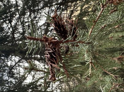 A - nejednoznačne určen&yacute;, nie sme si ist&iacute;