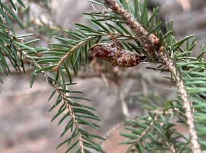 A - nejednoznačne určen&yacute;, nie sme si ist&iacute;
