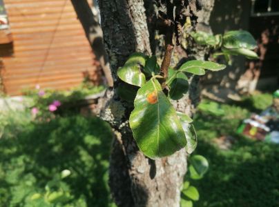 Hrdzavka hru&scaron;kov&aacute;